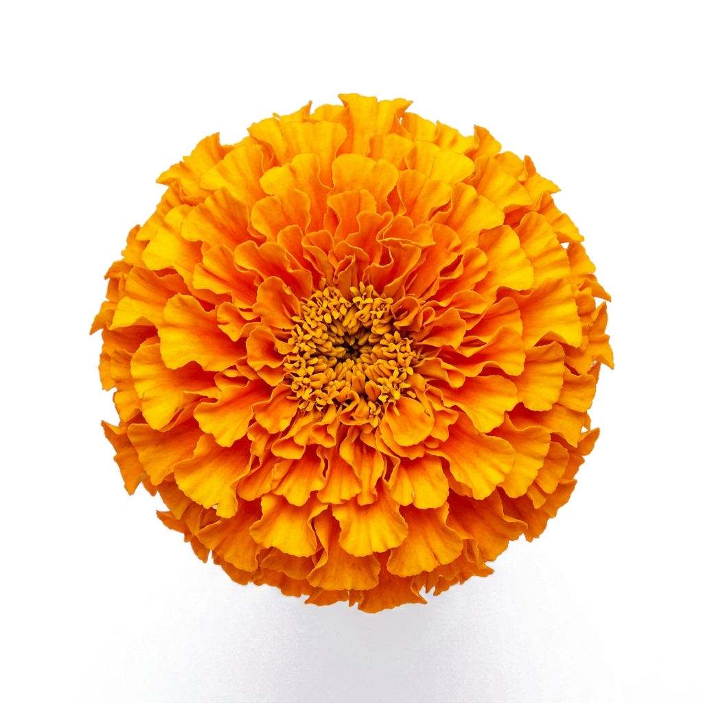 Marigold Flower